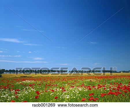 Denmark View Large Photo Image Stock Photo - Denmark. Fotosearch