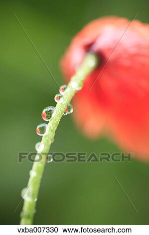 Dew on poppy View Large Photo Image Stock Image - Dew on poppy. Fotosearch