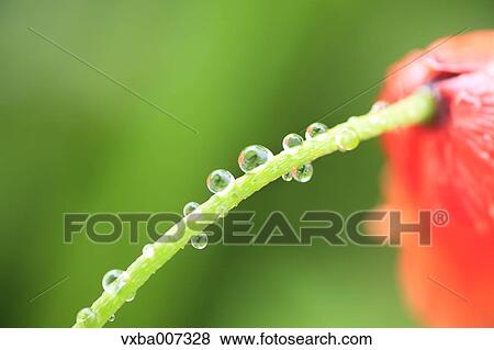 Dew on poppy View Large Photo Image Stock Photo - Dew on poppy. Fotosearch
