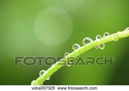 Dew on poppy View Large Photo Image Stock Photo - Dew on poppy. Fotosearch