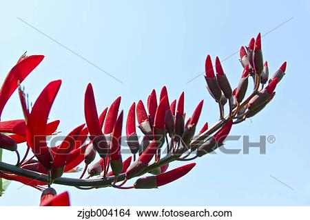 Erythrina Bidwillii View Large Photo Image Picture - Erythrina Bidwillii. Fotosearch