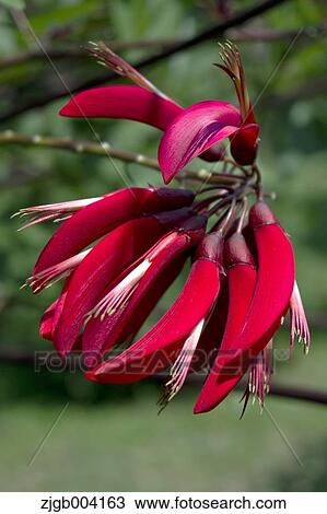 Erythrina Bidwillii View Large Photo Image Stock Image - Erythrina Bidwillii. Fotosearch