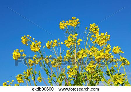Field mustard View Large Photo Image Stock Image - Field mustard. Fotosearch