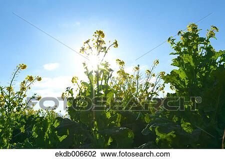 Field mustard View Large Photo Image Stock Image - Field mustard. Fotosearch