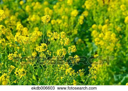 Field mustard View Large Photo Image Stock Image - Field mustard. Fotosearch