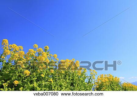 Stock Image - Field mustard. Fotosearch