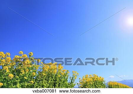 Field mustard View Large Photo Image Stock Image - Field mustard. Fotosearch