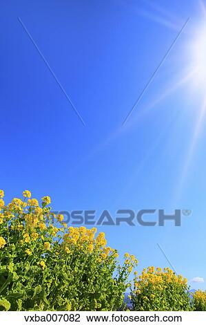 Field mustard View Large Photo Image Stock Image - Field mustard. Fotosearch