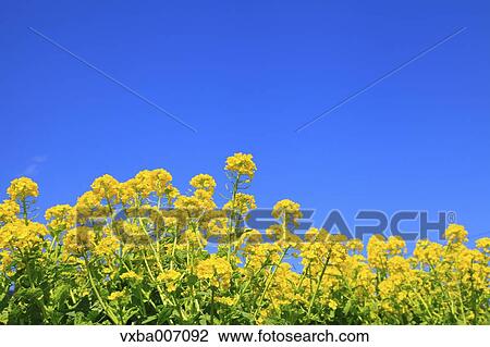 Field mustard View Large Photo Image Stock Image - Field mustard. Fotosearch