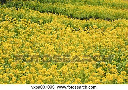 Field mustard View Large Photo Image Stock Image - Field mustard. Fotosearch