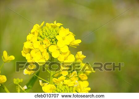 Field mustard View Large Photo Image Stock Photo - Field mustard. Fotosearch
