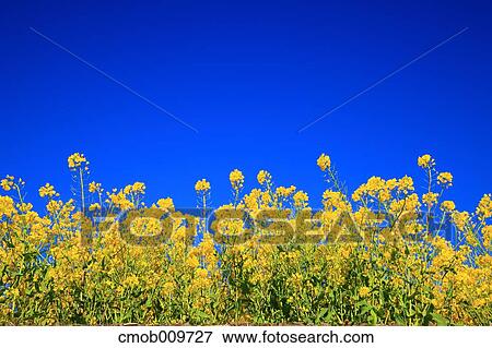 Field mustard View Large Photo Image Stock Photo - Field mustard. Fotosearch