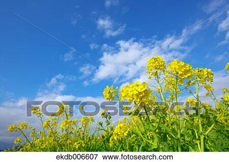 Stock Photo - Field mustard. Fotosearch