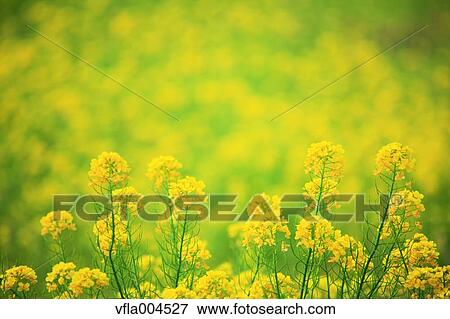 Field mustard View Large Photo Image Stock Photo - Field mustard. Fotosearch