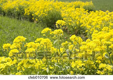 Field mustard View Large Photo Image Stock Photograph - Field mustard. Fotosearch