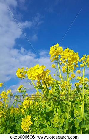Field mustard View Large Photo Image Stock Photograph - Field mustard. Fotosearch
