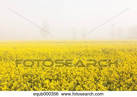 Stock Photograph - Field mustard. Fotosearch