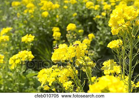 Field mustard View Large Photo Image Stock Photography - Field mustard. Fotosearch