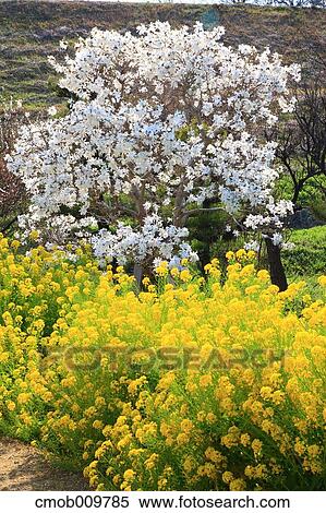Field mustard View Large Photo Image Stock Photography - Field mustard. Fotosearch