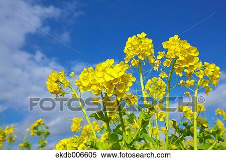 Field mustard View Large Photo Image Stock Photography - Field mustard. Fotosearch