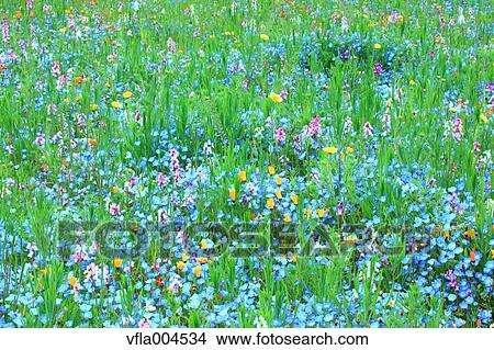 Flower garden View Large Photo Image Picture - Flower garden. Fotosearch