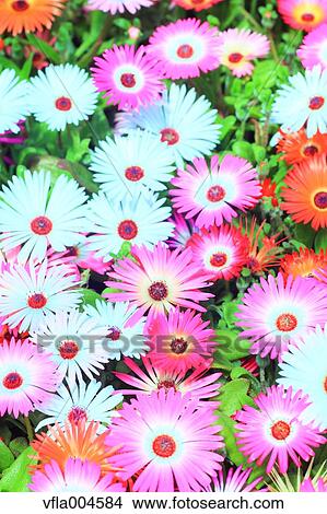 Flower garden View Large Photo Image Picture - Flower garden. Fotosearch