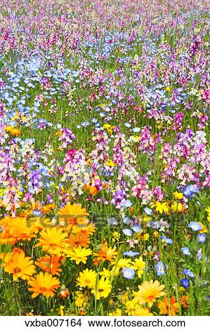 Flower garden View Large Photo Image Picture - Flower garden. Fotosearch