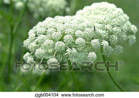 Flower garden View Large Photo Image Picture - Flower garden. Fotosearch