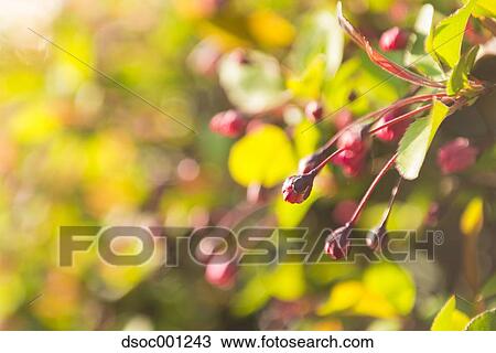 Flower garden View Large Photo Image Stock Image - Flower garden. Fotosearch