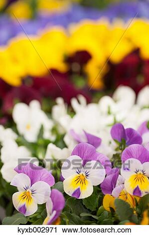 Stock Image - Flower garden. Fotosearch