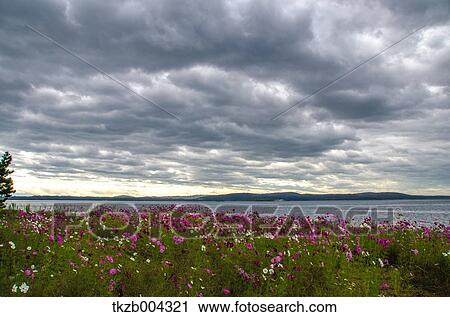 Flower garden View Large Photo Image Stock Image - Flower garden. Fotosearch