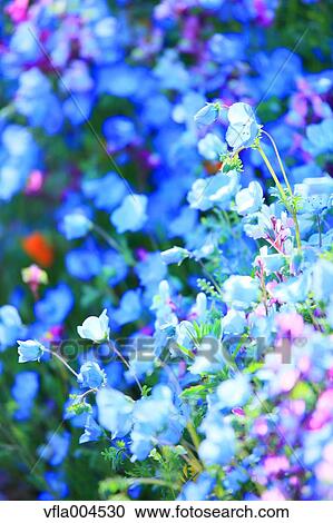 Flower garden View Large Photo Image Stock Image - Flower garden. Fotosearch