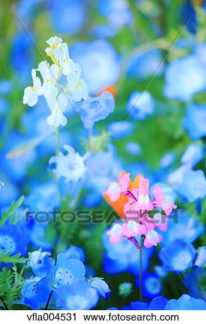 Flower garden View Large Photo Image Stock Image - Flower garden. Fotosearch