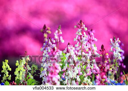Flower garden View Large Photo Image Stock Image - Flower garden. Fotosearch