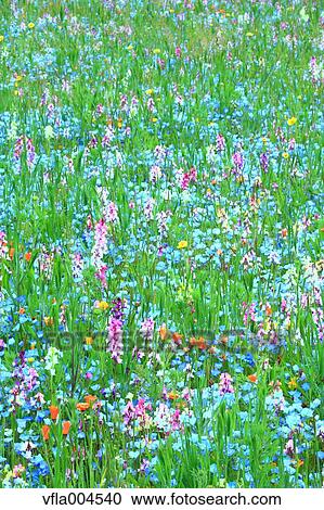 Flower garden View Large Photo Image Stock Image - Flower garden. Fotosearch