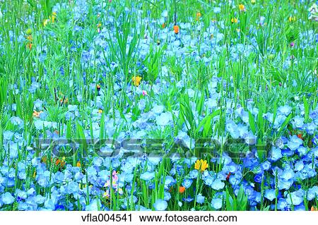 Flower garden View Large Photo Image Stock Image - Flower garden. Fotosearch