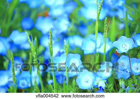 Flower garden View Large Photo Image Stock Image - Flower garden. Fotosearch