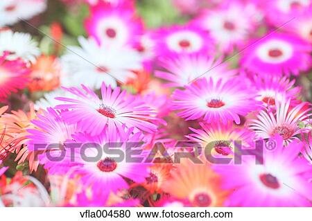 Flower garden View Large Photo Image Stock Image - Flower garden. Fotosearch