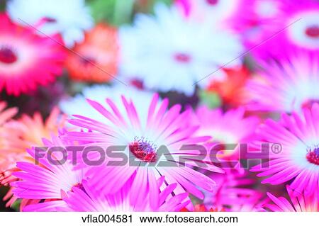Flower garden View Large Photo Image Stock Image - Flower garden. Fotosearch
