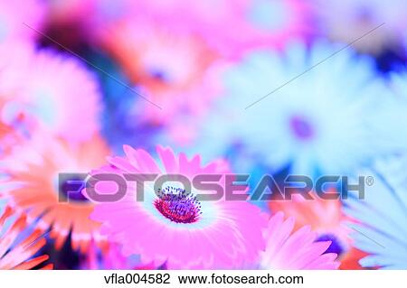 Flower garden View Large Photo Image Stock Image - Flower garden. Fotosearch