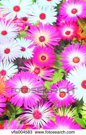 Stock Image - Flower garden. Fotosearch