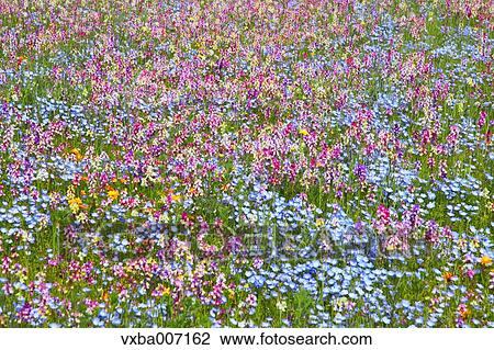 Flower garden View Large Photo Image Stock Image - Flower garden. Fotosearch
