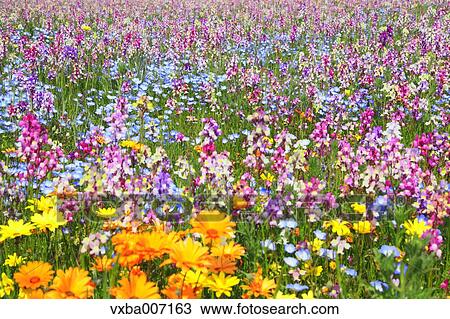 Flower garden View Large Photo Image Stock Image - Flower garden. Fotosearch