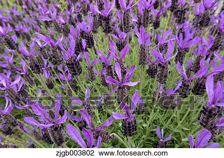 Flower garden View Large Photo Image Stock Image - Flower garden. Fotosearch