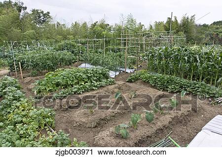 Flower garden View Large Photo Image Stock Image - Flower garden. Fotosearch