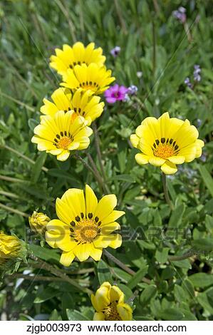 Flower garden View Large Photo Image Stock Image - Flower garden. Fotosearch