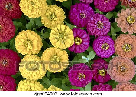 Stock Image - Flower garden. Fotosearch