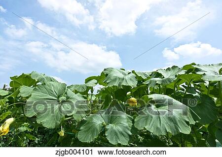 Flower garden View Large Photo Image Stock Image - Flower garden. Fotosearch