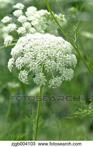 Flower garden View Large Photo Image Stock Image - Flower garden. Fotosearch