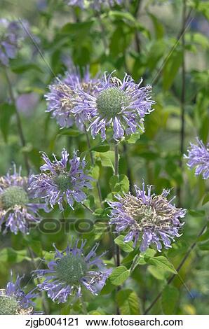 Flower garden View Large Photo Image Stock Image - Flower garden. Fotosearch